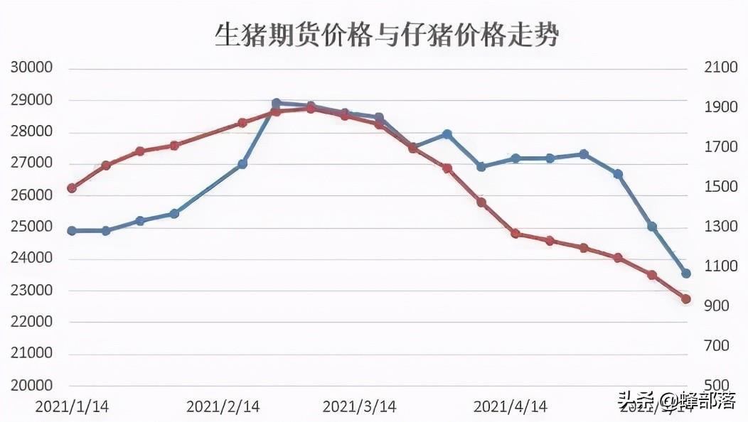 生猪最新报价，市场动态、影响因素及未来趋势分析