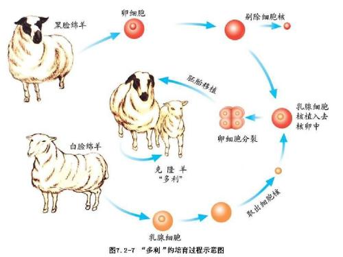 克隆技术的最新进展及其影响